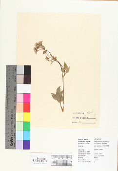 primary herbarium image
