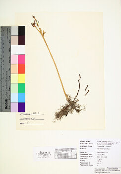 primary herbarium image