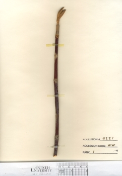 primary herbarium image