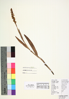 primary herbarium image