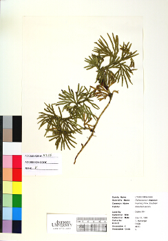 primary herbarium image