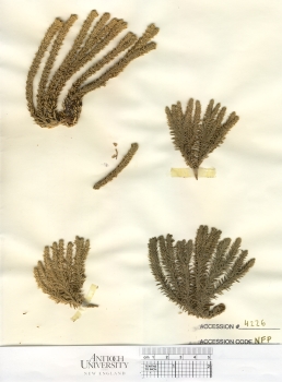 primary herbarium image