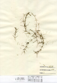 primary herbarium image