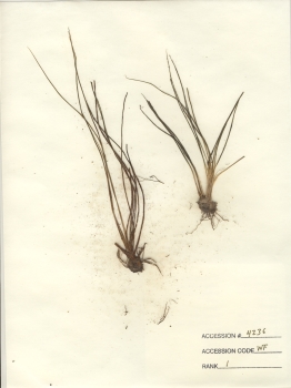 primary herbarium image