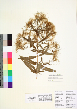 primary herbarium image