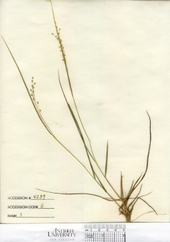 primary herbarium image