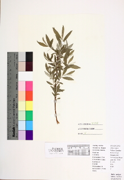 primary herbarium image