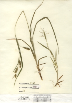 primary herbarium image