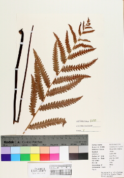 primary herbarium image