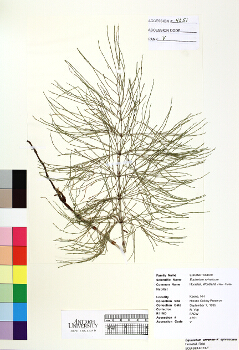 primary herbarium image