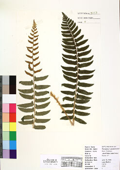 primary herbarium image