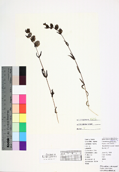 primary herbarium image