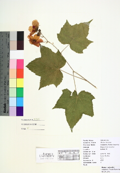 primary herbarium image