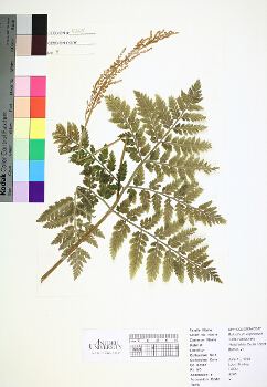 primary herbarium image