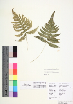 primary herbarium image