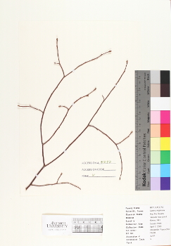 primary herbarium image