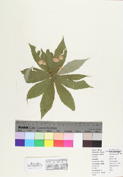 primary herbarium image