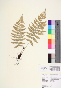 primary herbarium image