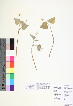 primary herbarium image