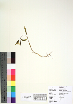 primary herbarium image