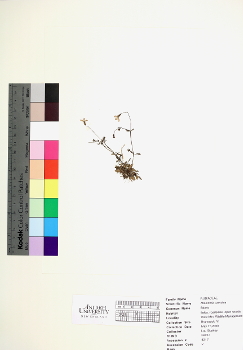 primary herbarium image