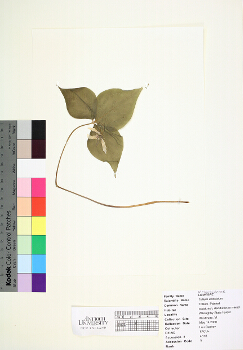 primary herbarium image