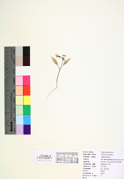 primary herbarium image