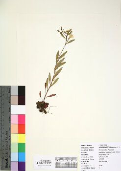 primary herbarium image