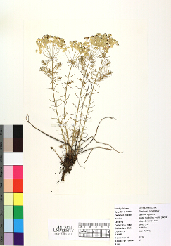 primary herbarium image