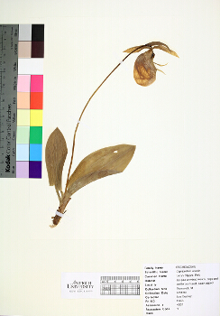 primary herbarium image