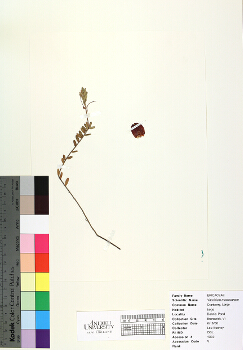 primary herbarium image