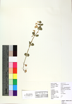 primary herbarium image