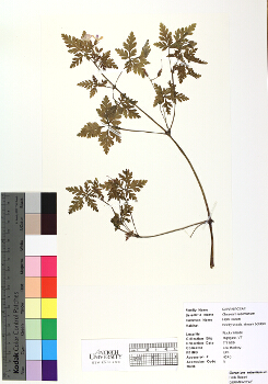 primary herbarium image