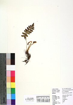 primary herbarium image