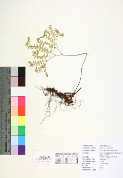 primary herbarium image