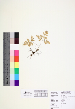 primary herbarium image