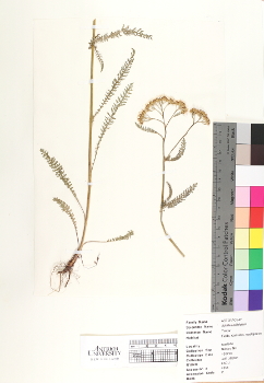 primary herbarium image
