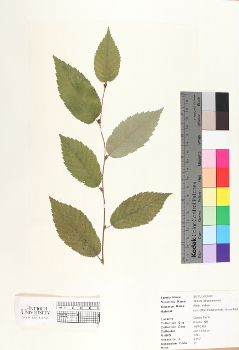 primary herbarium image