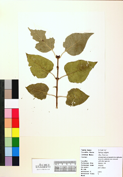 primary herbarium image