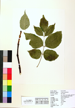 primary herbarium image