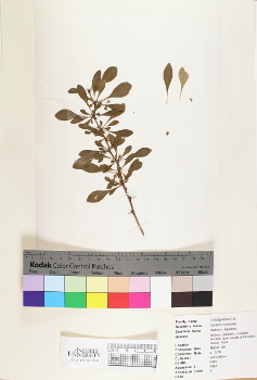 primary herbarium image