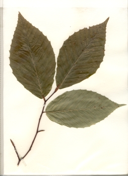 primary herbarium image