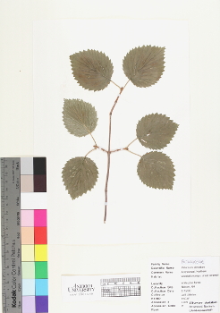 primary herbarium image