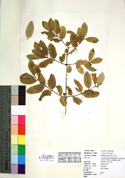 primary herbarium image