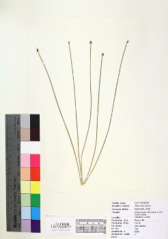 primary herbarium image