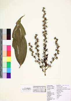 primary herbarium image
