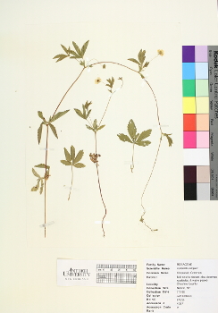 primary herbarium image