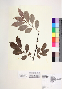 primary herbarium image