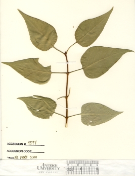 primary herbarium image
