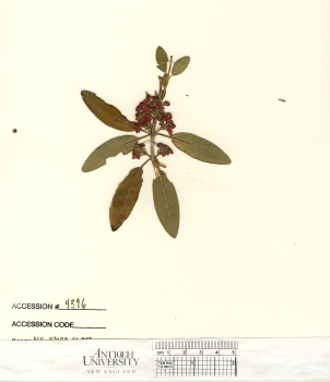 primary herbarium image